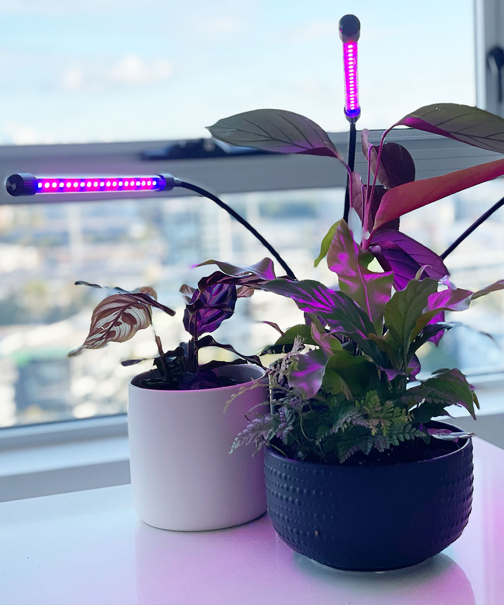 ECO GARDENS FULL SPECTRUM LED GROW LIGHTS – Eco Apartment Gardens
